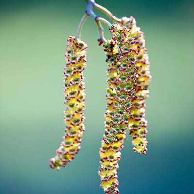 Alnus cordata-Italian alder tree, Bareroot