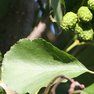 Alnus glutinosa-Common Alder, Bareroot