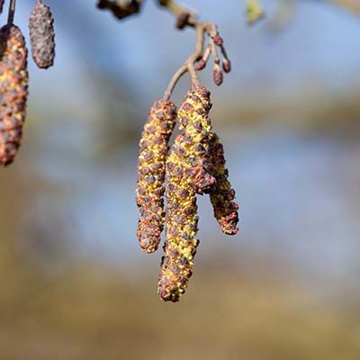 Alnus glutinosa-Common Alder