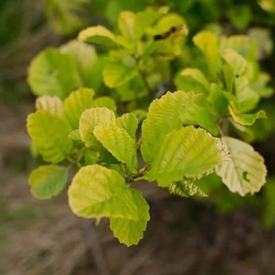 Alnus glutinosa (UK grown)-Common Alder, PRE-ORDER for November