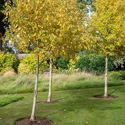 Alnus incana Aurea-Golden Alder