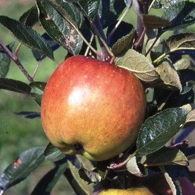 Apple Braeburn-2yr bush MM106 rootstock