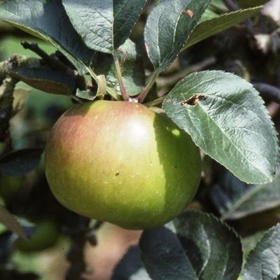 Apple Bramley Seedling-2yr bush MM106 rootstock