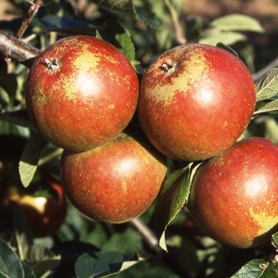 Apple Cox Orange Pippin-2yr bush MM106 rootstock