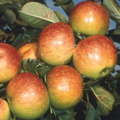 Apple James Grieve-2yr bush MM106 rootstock