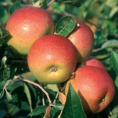 Apple Laxtons Superb-2yr bush MM106 rootstock