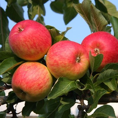 Apple Red Falstaff-2yr bush MM106 Rootstock