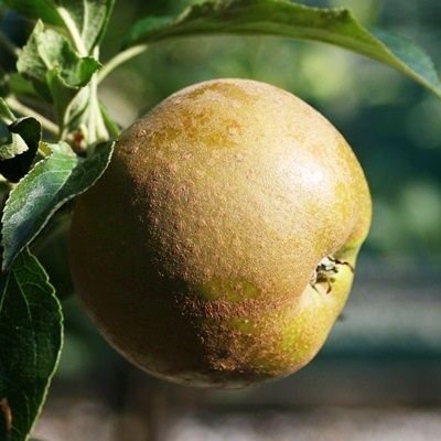 Apple Egremont Russet-2yr bush MM106 rootstock