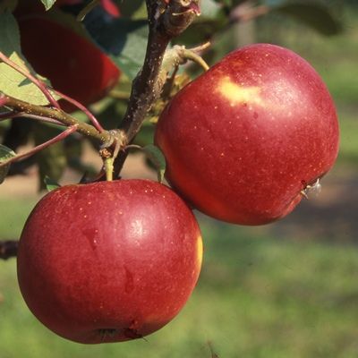 Apple Scrumptious-2yr bush MM106 rootstock