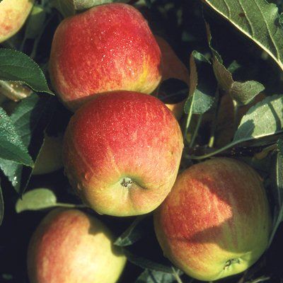 Apple Worcester Pearmain-2yr bush MM106 rootstock