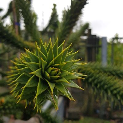 Araucaria araucana-Monkey Puzzle Tree