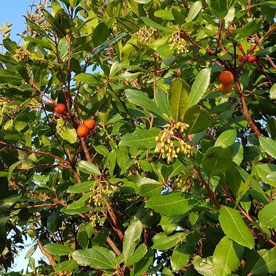 Arbutus unedo-Strawberry Tree, Bush Form