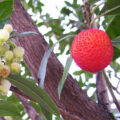 Arbutus unedo-Strawberry Tree, On Single Stem