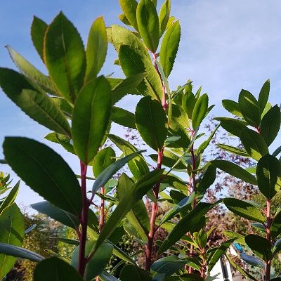 Arbutus unedo Compacta - Dwarf Strawberry Tree, Bush Form