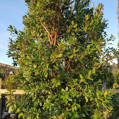 Arbutus unedo-Strawberry Tree, Mature Form