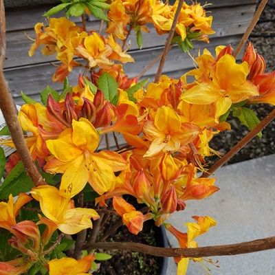 Azalea Golden Eagle-Deciduous Azalea