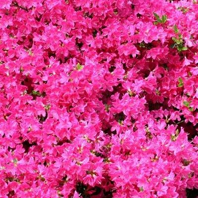Azalea Kermesina-Evergreen Azalea with pink  flowers