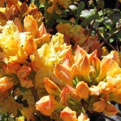 Azalea Klondyke-Deciduous Azalea