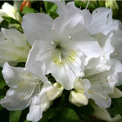 Azalea Pleasant White-Evergreen Azalea