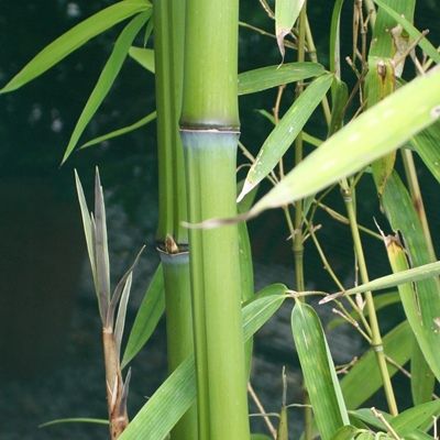 Phyllostachys aurea-Golden Bamboo