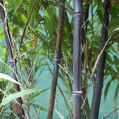 Phyllostachys nigra-Black Bamboo