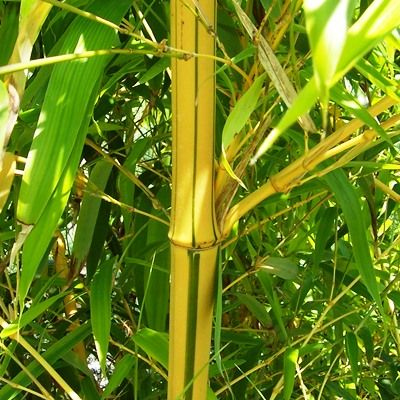 Phyllostachys aureosulcata spectabilis-Showy Yellow Groove Bamboo