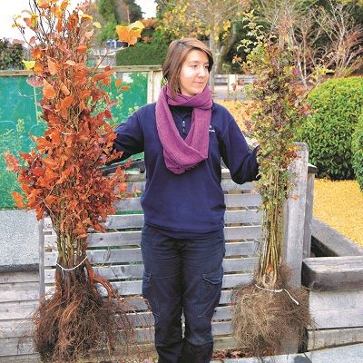 Mixed Native Hedging-Larger Quantities of Bareroot Plants