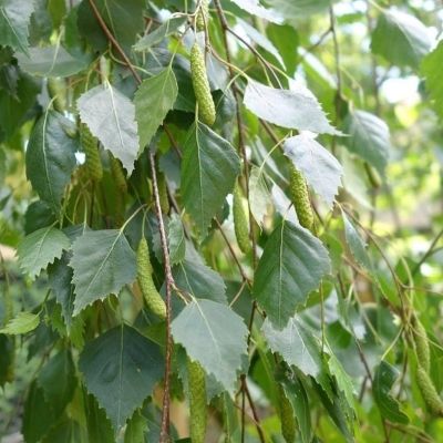 Betula pendula Youngii-Youngs Weeping Silver Birch