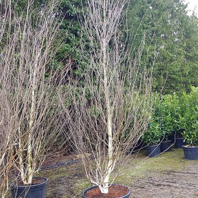 Betula utilis jacquemontii-Himalayan Birch, Mature Feathered Form