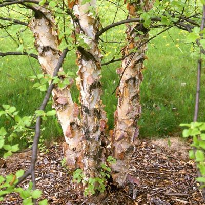 Betula nigra Wakehurst-River Birch