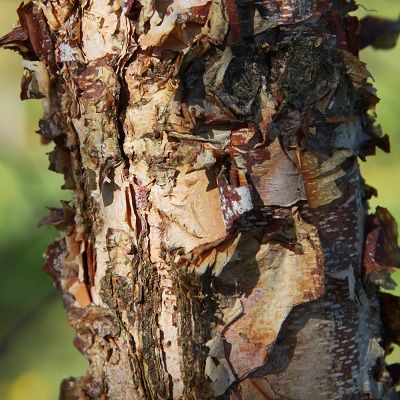 Betula nigra-River birch, Standard Form