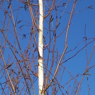 Betula pendula (UK Grown)-Silver Birch, Bareroot