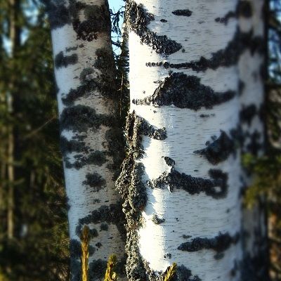 Betula pendula-Silver Birch, Feathered Tree