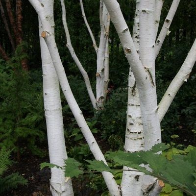Betula utilis jacquemontii-Himalayan birch, Feathered Form