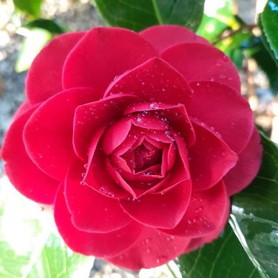 Camellia japonica Black Lace-Japanese Camellia