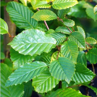 Carpinus betulus-Hornbeam, Bareroot