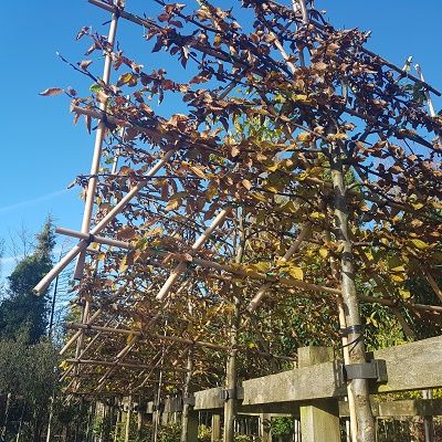 Carpinus betulus, 12/14cm girth-Hornbeam, Pleached Form