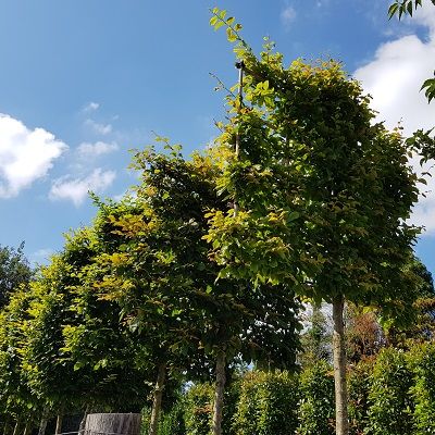 Carpinus betulus, 14/16cm girth-Hornbeam, pleached, standard form