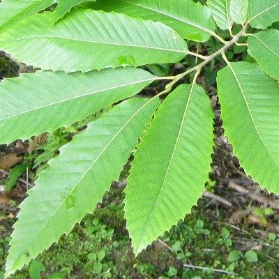 Castanea sativa (UK Grown)-Sweet Chestnut, Bareroot