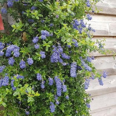 Ceanothus Italian Skies-Californian Lilac