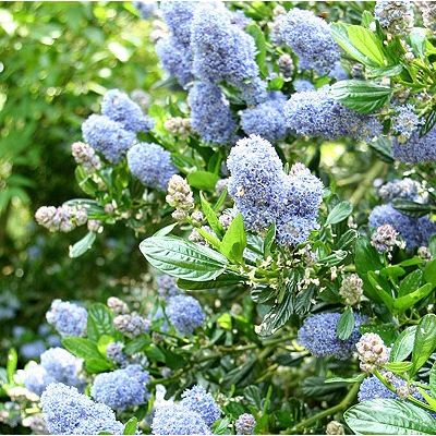 Ceanothus Skylark-Californian Lilac, Shrub