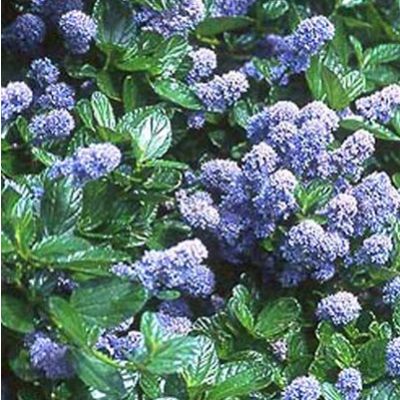 Ceanothus Yankee Point-Californian Lilac, Shrub