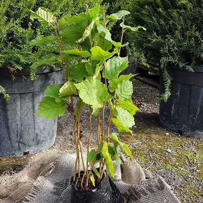 Corylus avellana (UK Grown)-Common Hazel, Pack of 10 Cell Grown Plants