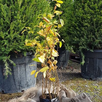 Carpinus betulus (UK Grown)-Native Hornbeam, Pack of 10 Cell Grown Plants