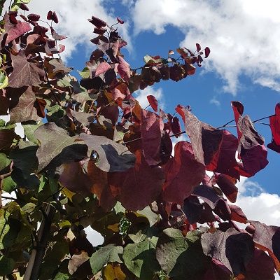 Cercis canadensis Forest Pansy-North American Redbud Tree