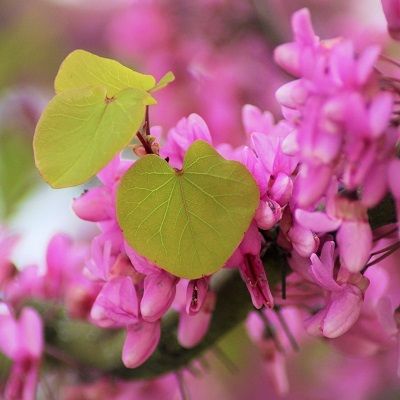 Cercis siliquastrum-Judas tree