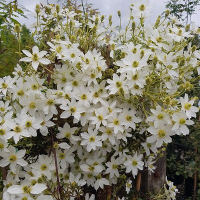 Clematis Early Sensation-Evergreen Clematis on trellis