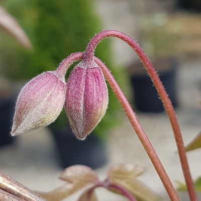 Clematis montana Elizabeth-Clematis Climber