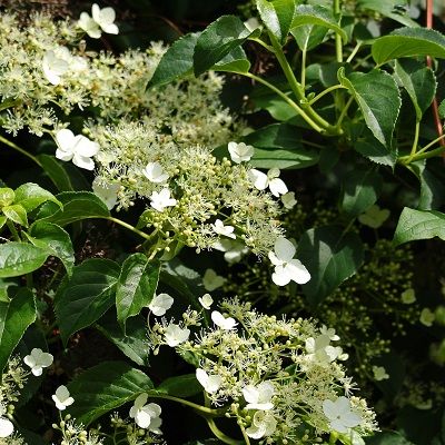 Hydrangea petiolaris-Climbing Hydrangea, on 3 canes