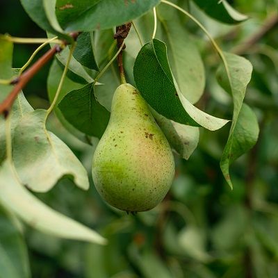 Pear Doyenne du Comice- Comice Pear Half Standard Form